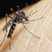 Hospitales porteños colapsados por el aumento de los casos de dengue: lo que hay que saber para prevenirse