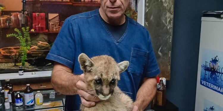 Personal de Ambiente rescató un pequeño puma en Pedernal