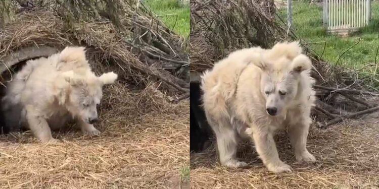 La tierna reacción de un oso que terminó su hibernación y conquistó el internet