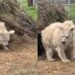 La tierna reacción de un oso que terminó su hibernación y conquistó el internet