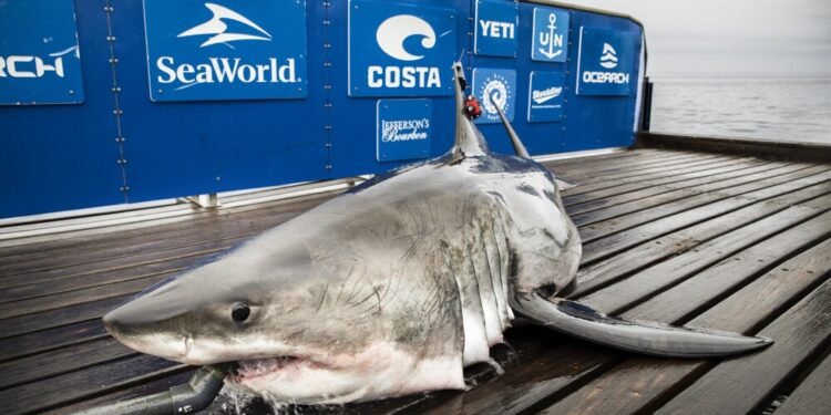 “Tiburones y cocaína”: la conexión inquietante entre narcotráfico y vida marina en Florida