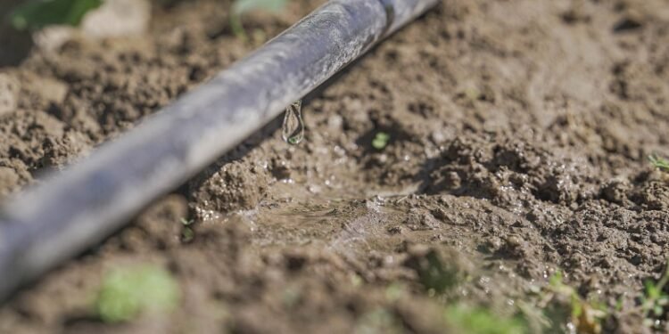 Aprobaron una ley para regar cultivos con agua recuperada de las cloacas