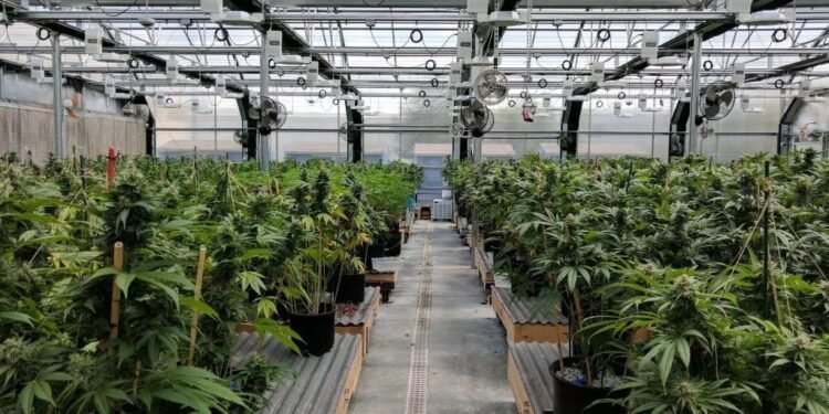Cannabis medicinal en San Juan: profesionales y público en general podrán realizar un posgrado
