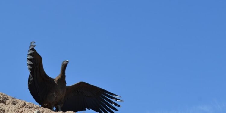 Ambiente dictará una nueva charla sobre conservación del Cóndor Andino