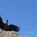 Ambiente dictará una nueva charla sobre conservación del Cóndor Andino
